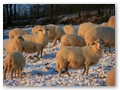 Winterweide 2012