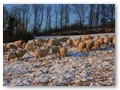 Winterweide 2012