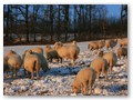 Winterweide 2012
