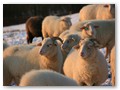 Winterweide 2012
