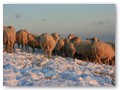 Winterweide 2012