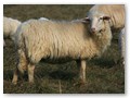 Bockmutter Waldschafbock Nr. 3455W