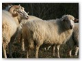 Waldschaf, 10 Jahre alt, 27 Lämmer aufgezogen!