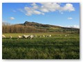 Waldschafe im Hegau