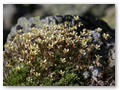 Alpenflora