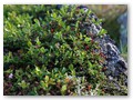 Alpenflora