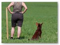 Kelpie ...