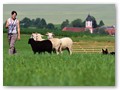 ... bewältigten konzentriert ...