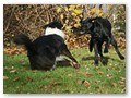 Spiel im Garten