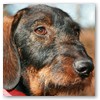 Filou