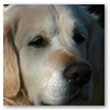 Bailey