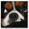 Chicco