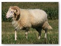 Bock 34023 BP