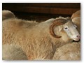 Bock T94