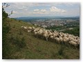 Arbeitsplatz mit Seesicht: Gus bringt Waldschafe auf dem Hohentwiel