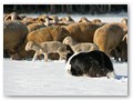 Winterweide 2010