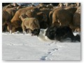 Winterweide 2010