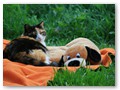 Hund und Katz