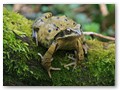 Osterfrosch